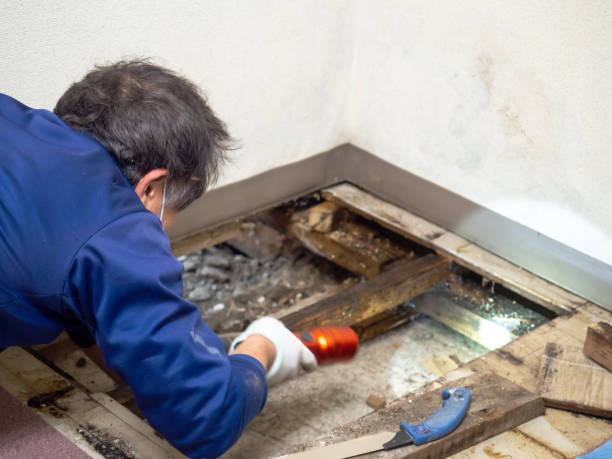 Best Professional Mold Removal  in Galena, KS