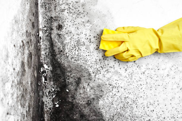 Best Emergency Mold Removal  in Galena, KS