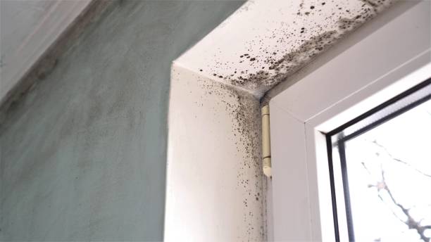 Best Office Mold Removal Services  in Galena, KS