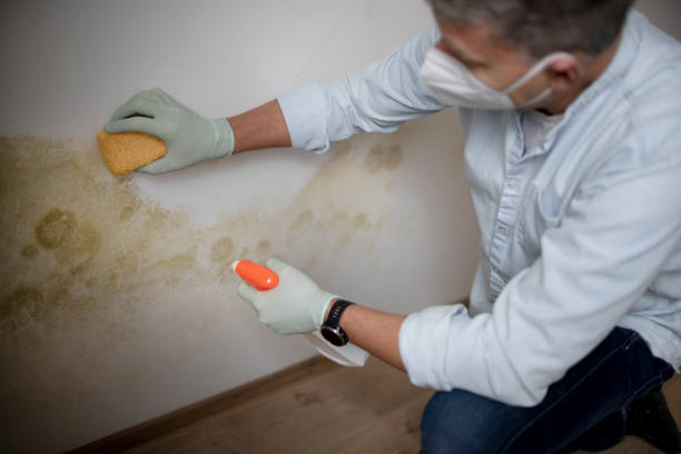 Best Mold Testing  in Galena, KS