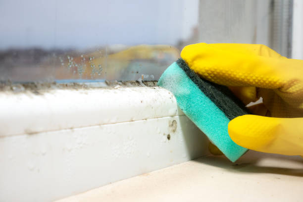 Best Crawl Space Mold Removal  in Galena, KS