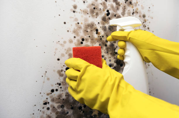 Best Crawl Space Mold Removal  in Galena, KS