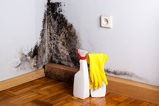 Best Black Mold Removal  in Galena, KS
