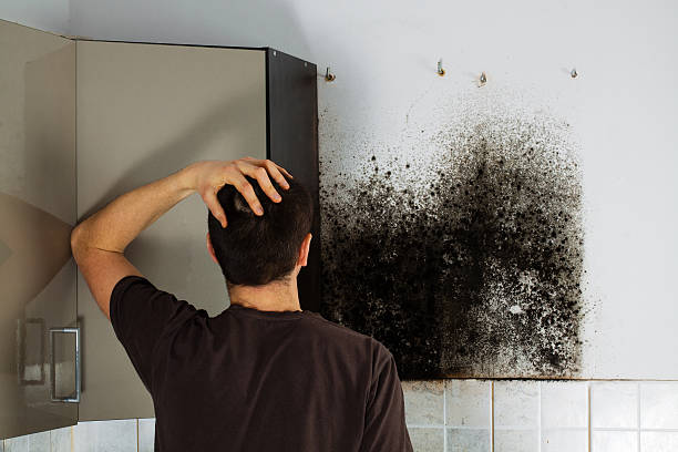 Office Mold Removal Services in Galena, KS