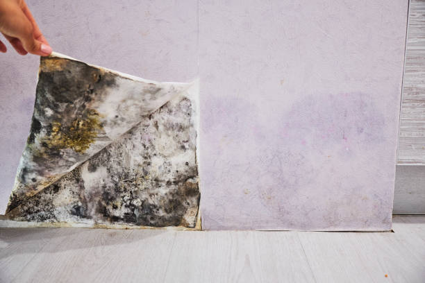 Best Residential Mold Removal  in Galena, KS